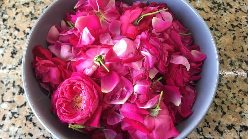 فروش گل محمدی